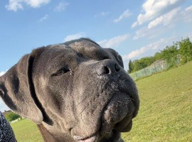 Beautiful  puppy American bulldog &rdquo;s x corso ready to leave around 24 July only 3 bitches left