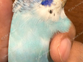 Young Budgies Splits of BFBW