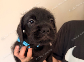 Frenchiepoo puppies
