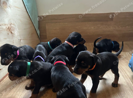 KC Registered Doberman Puppies