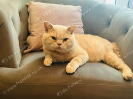 Gorgeous British shorthair cream boy cat