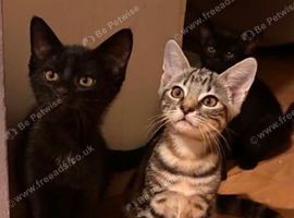 Kittens for sale