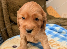 Stunning Cocker Spaniel Puppies &ndash; 2 Boys, 2 Girls Available