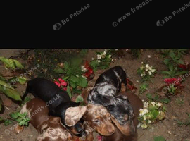 dashound&rsquo;s puppies