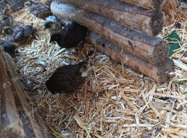 Bottom (chinese) quails