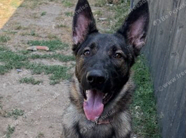 German Sheperd Puppy/ 13 month old Female