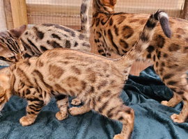 Cuddly Charity Donation **Breed Quality**