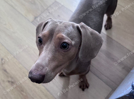 Rehome My puppy