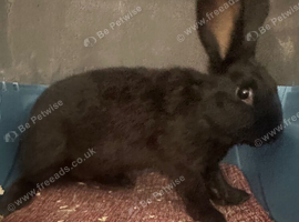 Large mixed black male rabbit