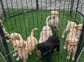 Stunning F1 golden doodles ready to leave now