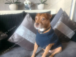 Terrier Boy