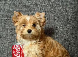 Teacup Yorkshire terrier