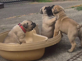 Beautiful 11 Weeks Old Bullmastiff Puppies Available