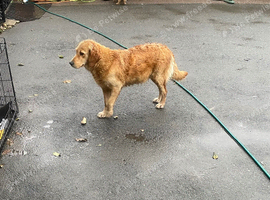 Ruby golden retriever girl