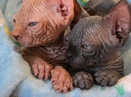 Exceptional Sphynx Kittens Available