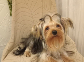 Mini yorkie boy