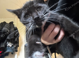 4 boys 3 girl kittens