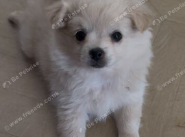 Beautiful playful well socialised Girl puppy