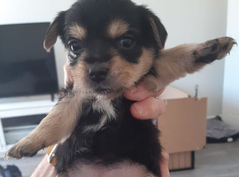 6 Yorkie Russell&rsquo;s