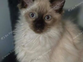 Ragdolls kittens