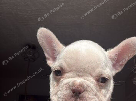 2 girl pups left out of a litter of 8
