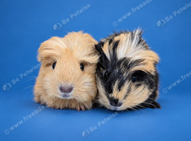 Swiss cross Merino guinea pig sows