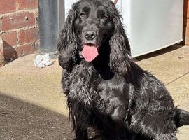 2&half year old cocker spaniel female