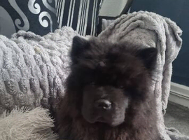 male chow chow