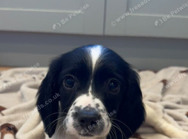 9 week old girl