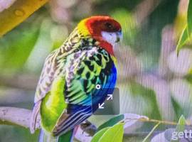 Wanted rosella parrot