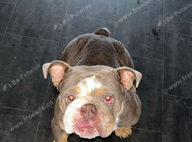 Girl English bulldog