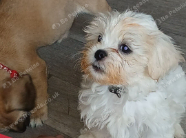 Cava-tzu x dachshund