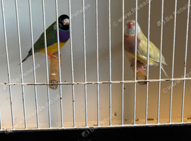 Gouldians for sale