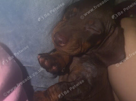 Miniature dachshund