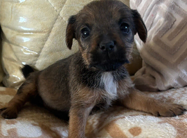 Patterdale puppies only 2 left!!