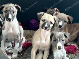 3 male puppies