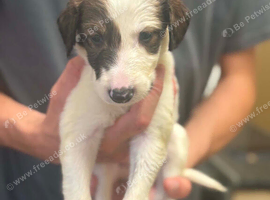 Saluki litter