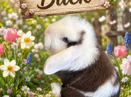 1 Chocolate and White Buck