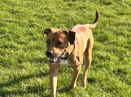 Milo the staffie cross