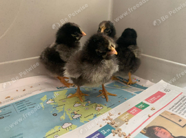 Silver laced Wyandotte chicks