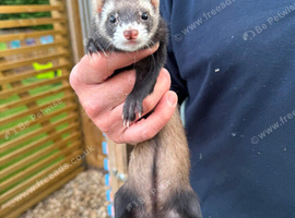 Female polecat / female ferret