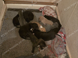 Puppies for sale