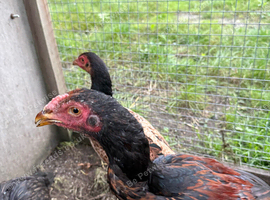 Game birds