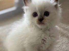 Stunning gccf  chocolate mitted ragdoll boy