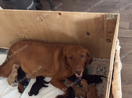 10 Labrador Puppies Mixed Colours