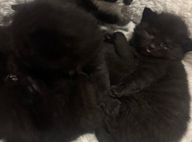 Mixed breed kittens