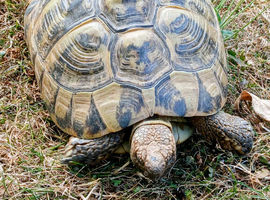 Large female Hermann's tortoise