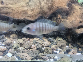 Peacock & Mbuna Cichlids