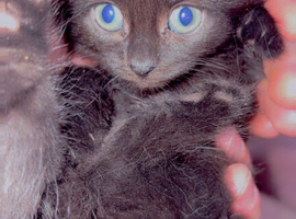 2 beautiful black and grey kittens