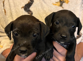 Patterdale x Jack Russell puppies